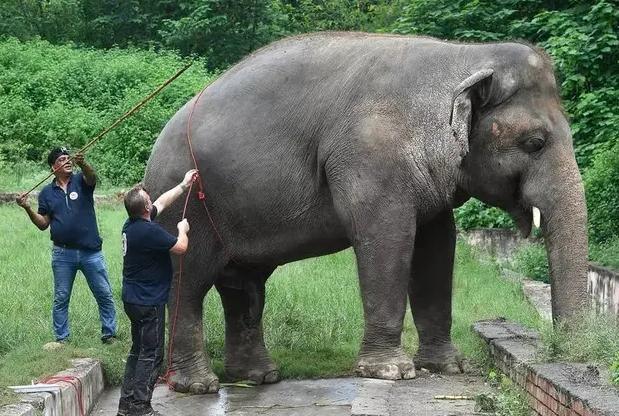 Gajah `Paling Kesepian di Dunia` Kaavan Kini Punya Teman Hidup