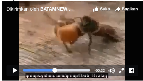 [VIDEO] Duh, Lebah Ini Mabuk, Kawanan Marah Besar