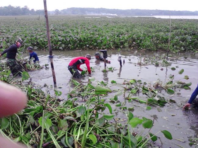 BP Batam Kerahkan Prajurit Marinir Angkut Enceng Gondok di Dam Duriangkang