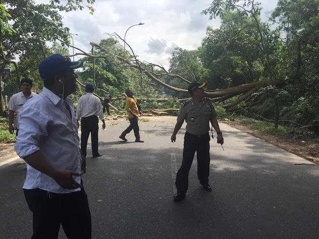 Polisi Tebangi Pohon-pohon di Tepi Jalan Raya Gajah Mada Tiban, Ini Alasannya