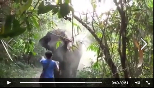 [VIDEO] Menakjubkan, Seekor Gajah Liar Lari Terbirit-birit di Tangan Fotografer