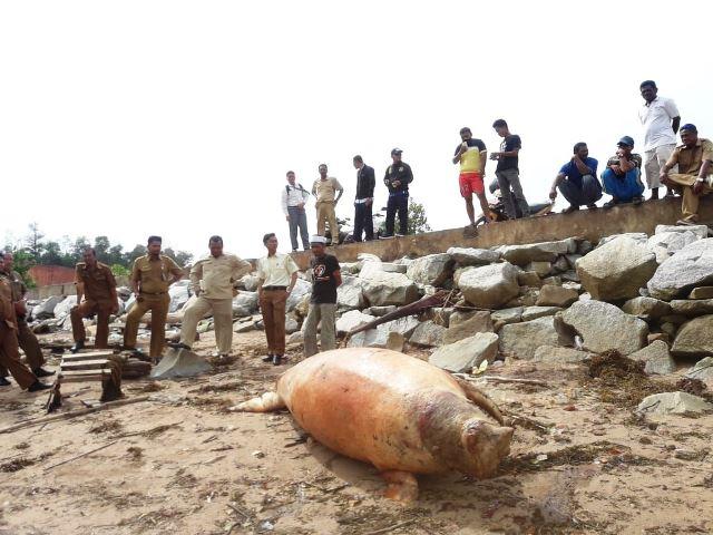 Bangkai Duyung Berbobot 500 Kg Terdampar di Pantai Karimun
