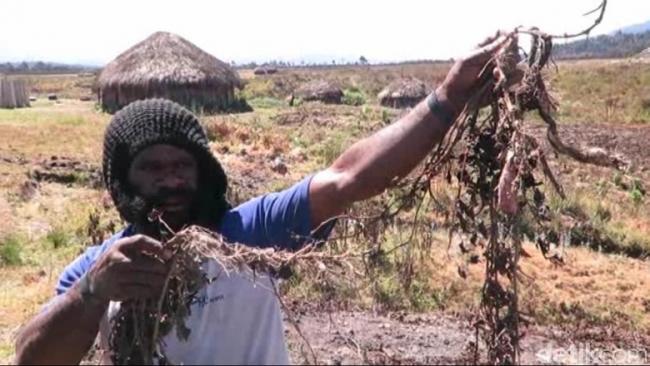 Hujan Es Landa Papua, 11 Orang Tewas, Tanaman Mati