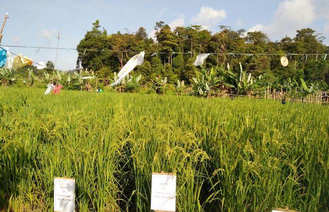 Awe Puji Kerja Nyata Mahasiswa di Lingga