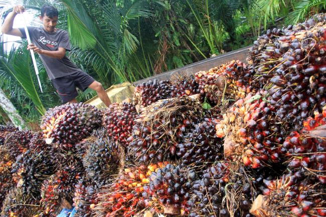 Ekonomi India Runtuh, Harga Minyak Sawit Jatuh