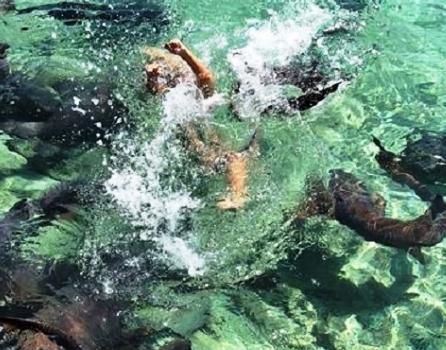 Gara-gara Berfoto di Pantai, Model Cantik Ini di Gigit Hiu