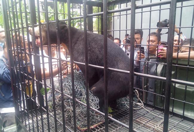Dilumpuhkan, Ini Beruang yang Resahkan Warga Pekanbaru
