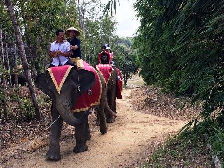 Tak Perlu Jauh-jauh ke Thailand Lihat Gajah, di Lagoi Kini Ada