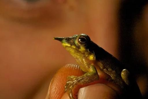 Langka dan Luar Biasa, Katak Pinokio Ditemukan di Papua