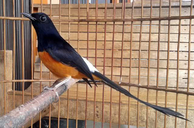 Polisi Gagalkan Penyelundupan Burung Murai Batu dari Malaysia