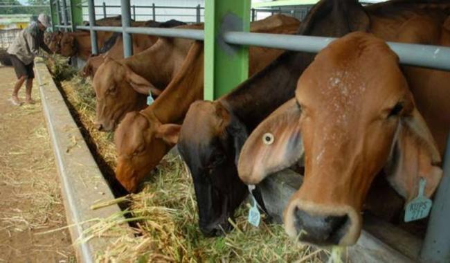 Australia Bakal Bantu Sulsel Jadi Lumbung Daging Nasional