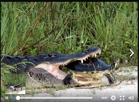 Video Buaya Tercekik Telan Kura-kura