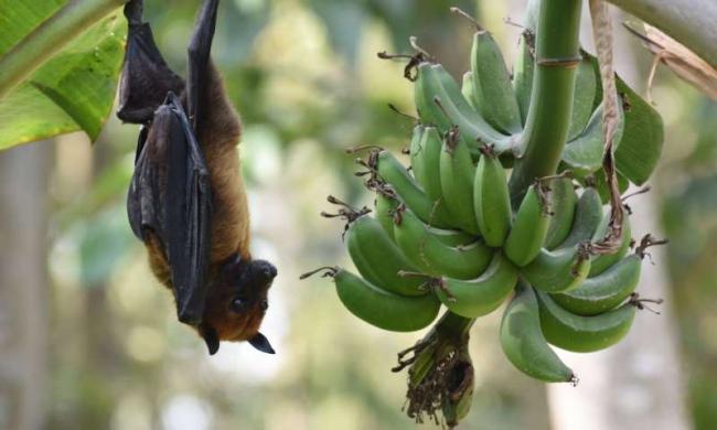 Pakar Kesehatan Ingatkan Waspada Ancaman Virus Nipah
