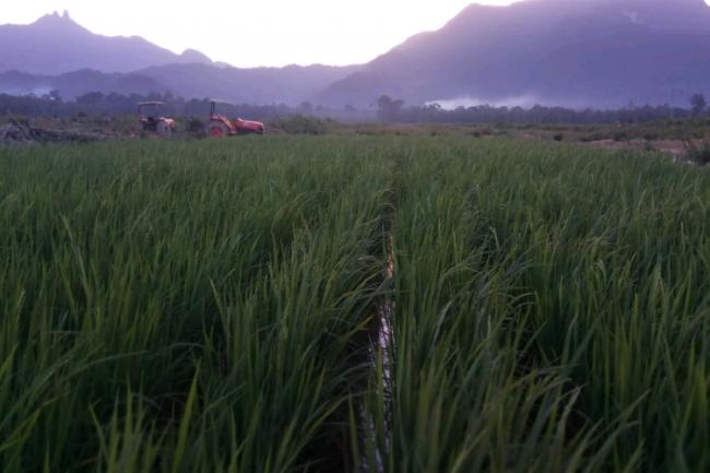 Sejumlah Desa di Lingga Timur akan Buka Lahan Sawah dan Tambak 