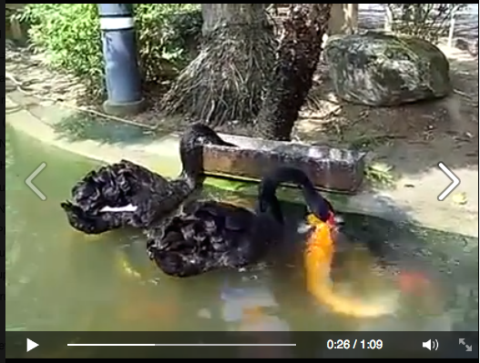 [VIDEO] Angsa Baik Hati, Suapi Puluhan Ikan Mas seperti Bayi