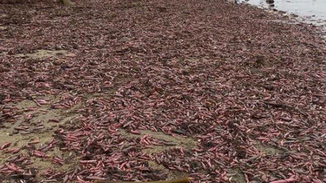 Ribuan Cacing Penis Serbu Pantai California
