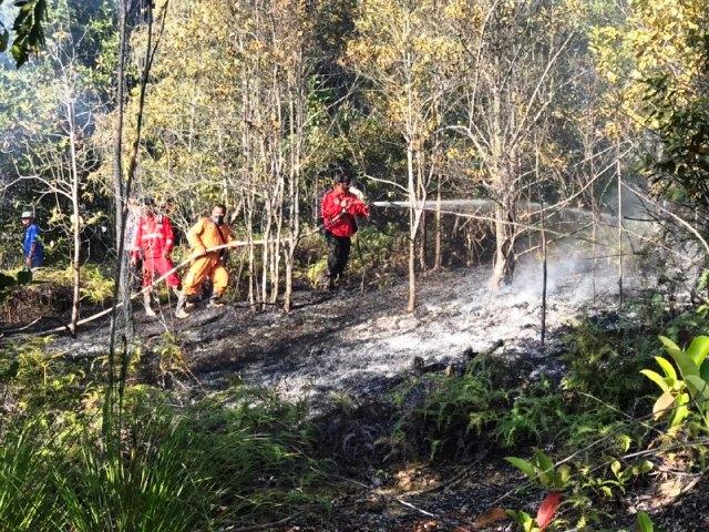 Hutan Lindung Punggur Terbakar, Petugas Kesulitan Padamkan Api