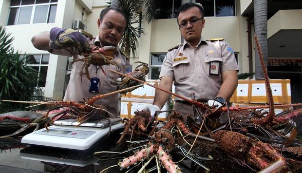 Buronan Penyelundup Lobster Ditangkap Polres Karimun