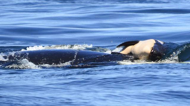 17 Hari Berduka, Paus Pembunuh Ini Akhirnya Lepas Bangkai Bayinya di Laut