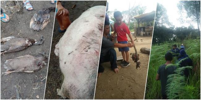 Misteri Pengisap Darah Ternak di Tapanuli Utara Belum Terpecahkan