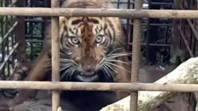 Bikin Resah Warga Kabupaten Solok, Seekor Harimau Ditangkap