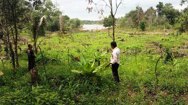 Marak Pembabatan Hutan, Debit Air Waduk Sei Pulai Susut 40 Cm