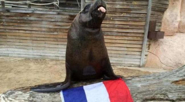 Ini Prediksi Juara Euro 2016 dari Watson Singa Laut