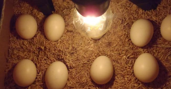 PT Japfa Investasi Rp 43 Miliar Bangun Industri Penetasan Telur Ayam di Bintan
