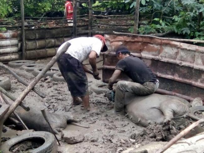 Para Peternak Babi Ilegal di Duriangkang Jadi Tersangka