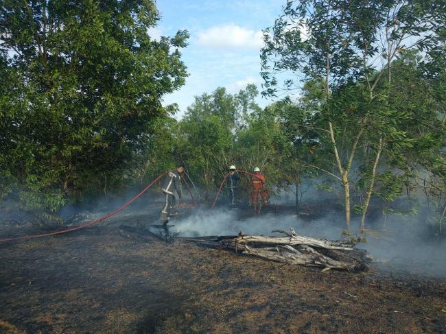 Lahan di Bintan Rentan Kebakaran Saat Musim Kemarau