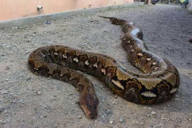 Wanita di Sultra Tewas Dililit Ular Usai Pulang dari Kebun