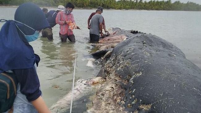 Miris, Isi Perut Bangkai Paus Ini Dipenuhi Sampah