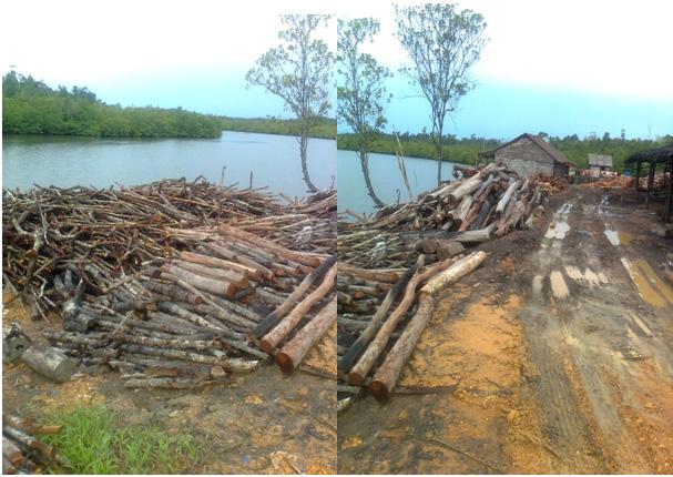 Hutan Bakau di Batam Hancur. Tahun Ini Saja 800 Hektare Hilang