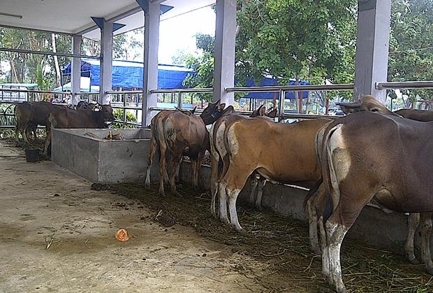 Wali Kota Batam dan Kepala BP Batam Kurban Dua Ekor Sapi