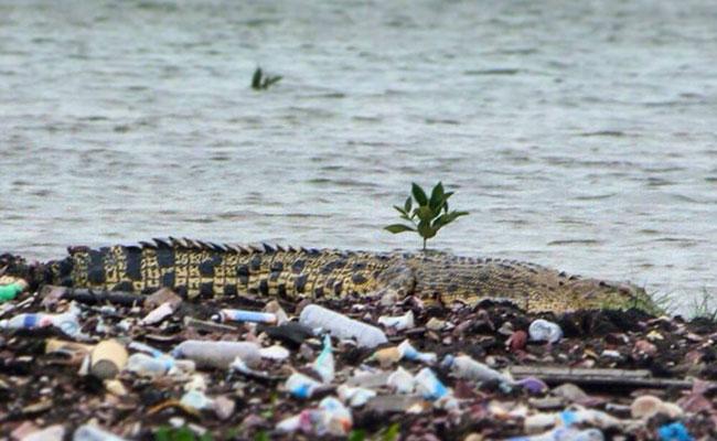 Dari Mana Buaya-buaya Liar di Batam Berasal?