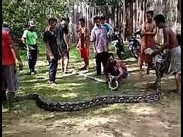 2 Ular Sanca Ditangkap di Jambi, Salah Satunya Panjang 8 Meter