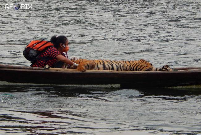 Luar Biasa, Wanita Ini Bawa Harimau Terluka Seperahu Dengannya