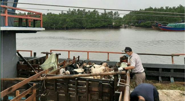 Petugas Pantau Ternak Kurban Dipasok ke Tanjungpinang Bebas Penyakit Ini