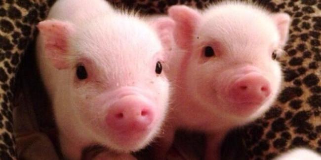 Pansus DPRD Siapkan Tim Akademisi Penolakan Ternak Babi