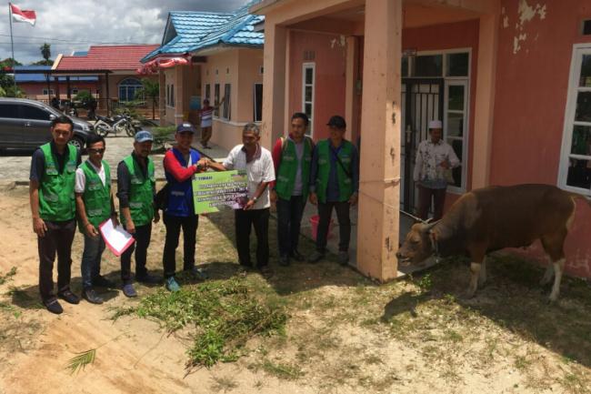 Semarak Idul Adha, PT. Timah Bagi 45 Ekor Sapi ke Warga Karimun