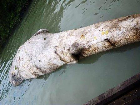Bangkai Ikan Paus Membusuk Terapung di Perairan Karimun