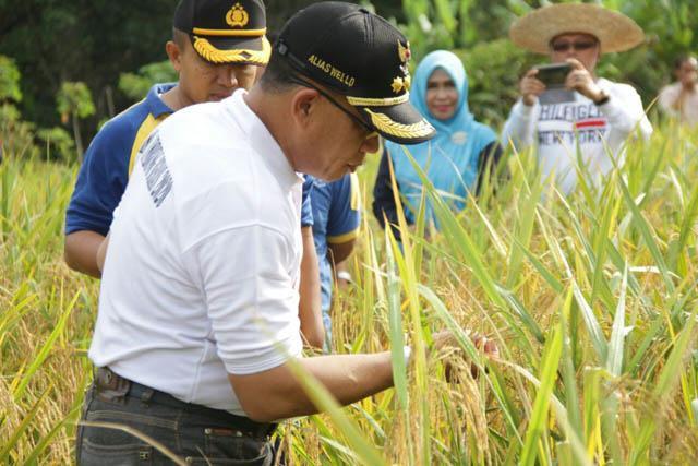 Mahasiswa IPB di Lingga Panen Perdana, Bupati: Ini Luar Biasa