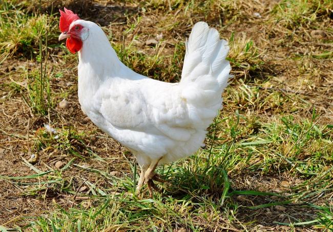 Parah, Remaja ini Ditangkap Usai Perkosa Ayam Tetangga