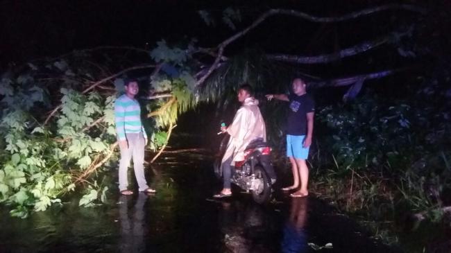 Hujan Badai, Sebuah Rumah Hancur Tertimpa Pohon Cemara