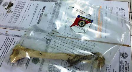 Polisi Uji DNA Telusuri Temuan Tulang Belulang Manusia di Karimun