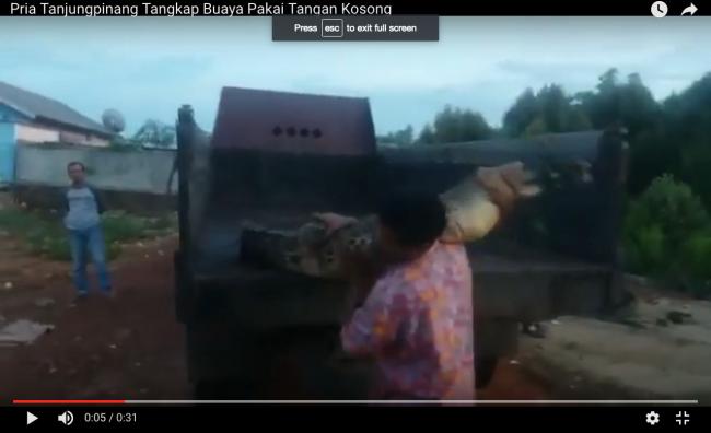 Video Pria Tanjungpinang Tangkap Buaya Besar