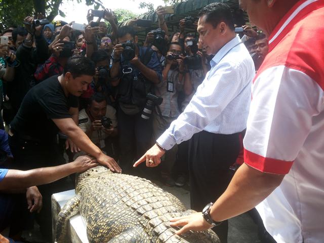 Buwas Bawa 2 Ekor Buaya Paling Ganas dari Medan untuk Temani Bandar Narkoba