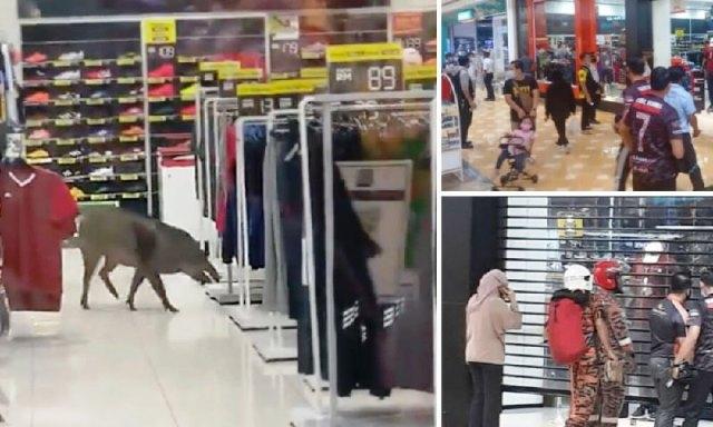 Babi Hutan Keluyuran di Mal Putrajaya Bikin Pengunjung Kocar-kacir
