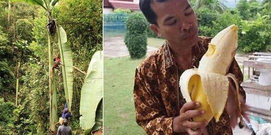 Pisang Musa Ingens Asal Papua dengan Ukuran Terbesar di Dunia