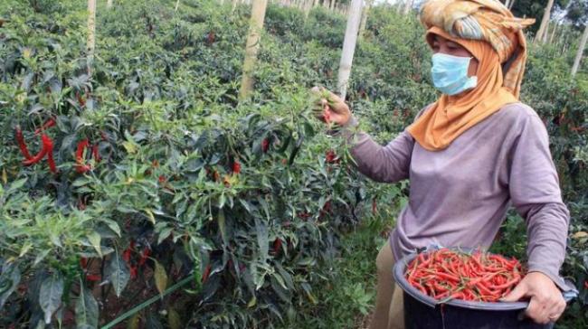 Dorong Budidaya Tanaman Hortikultura, Cara Pemkab Bintan Tekan Inflasi